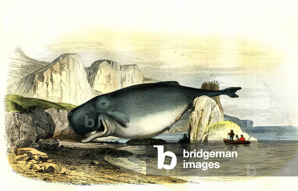Sperm whale (Physeter macrocephalus) - Planche extracted from Histoire Naturelle by Bernard Germain de Lacepede (1856-1925), edition P.Furme, Paris, 1857