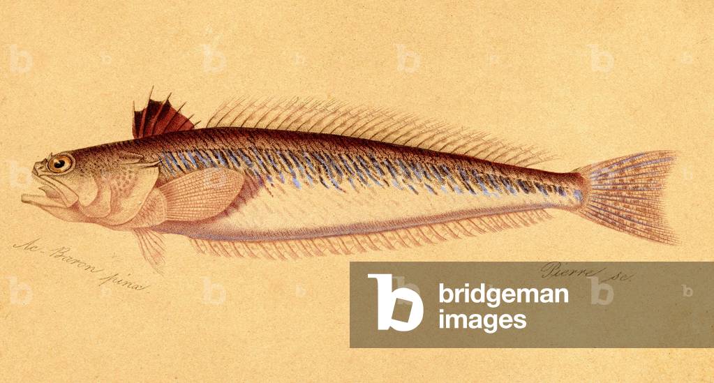 Animal board: fish. Vive Commune (Trachinus Draco) family acanthopterigiens percoides. In “Dictionnaire universel d'Histoire naturelle” by Mr. Charles D'Orbigny, 1841-1849.