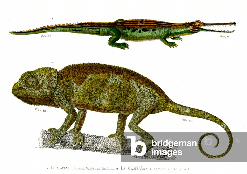1) Lacerta Gangetica 2) Chameleo africanus, 1846 (engraving)