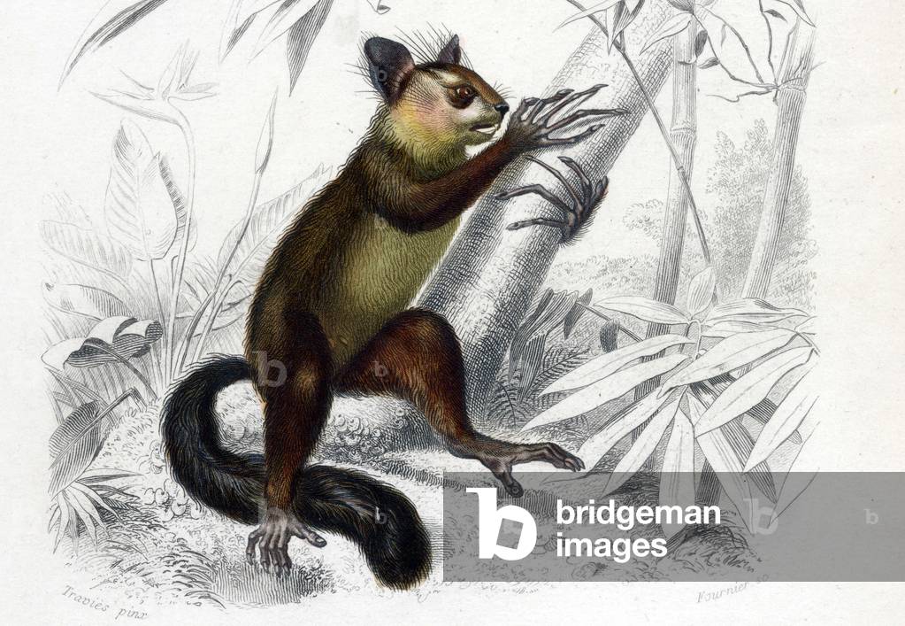 Cheiromys aye aye (Cheiromys madagascariensis) primate mammifero - in «Dictionnaire universel d'Histoire natur