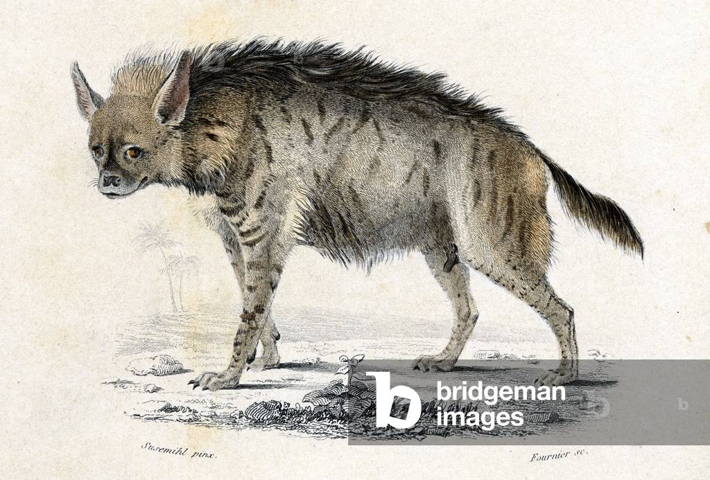 Hyene rayee (Hyoena vulgaris) - in “” Dictionnaire universel d'Histoire naturelle”” by M. Charles D'Orbigny 1841-1849.