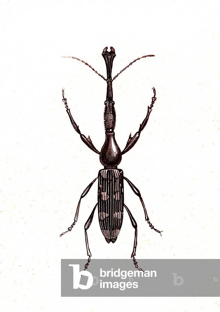 Coleoptera: Brenthus Temminchii, 1860