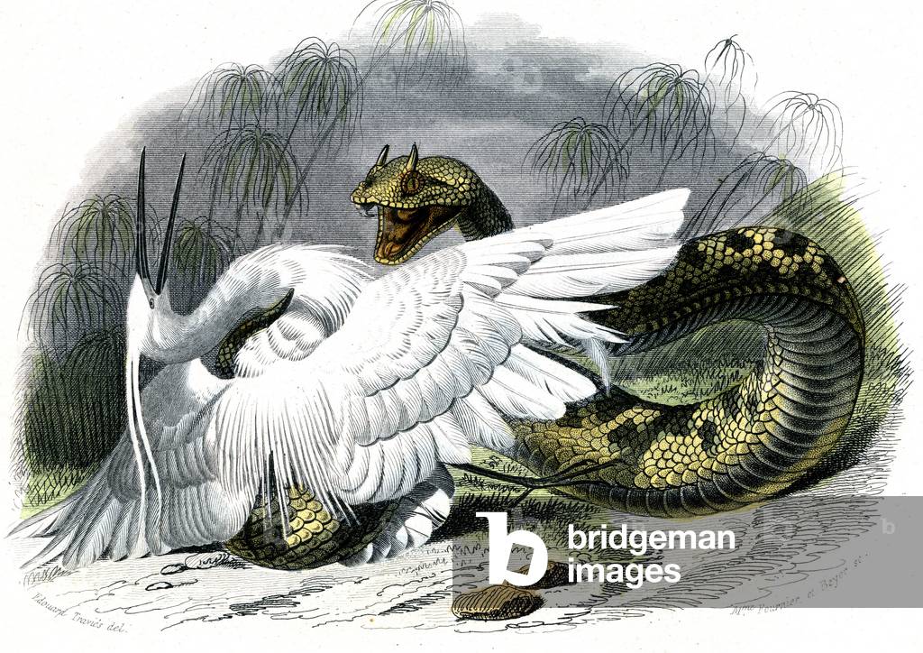 Le ceraste (Vipera cerastes) - Plate from Natural History by Bernard Germain de Lacepede (1856-1925), edition P.Furme, Paris, 1857