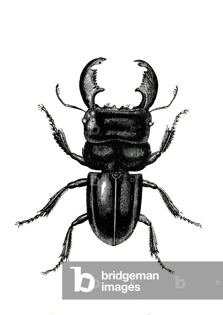 Coleoptera: Odontolarius giganteus, 1860