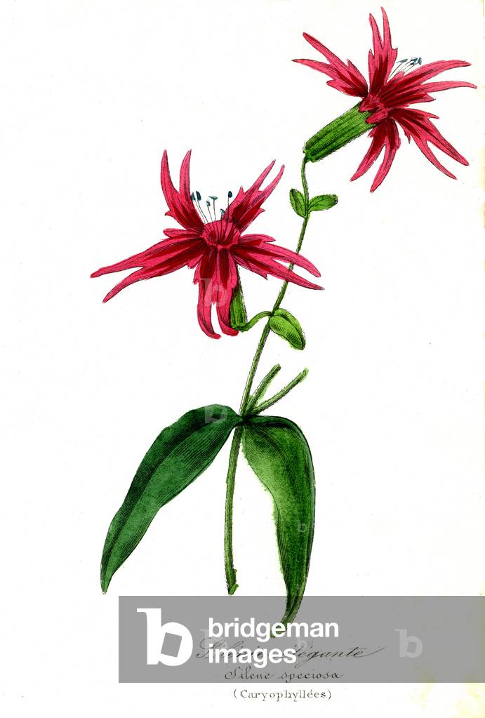Silenie elegante (Caryophillees) - Silene speciosa, 1855 - Natural History of Plant Families and Principal Species - by Emmanuel Le Maout -