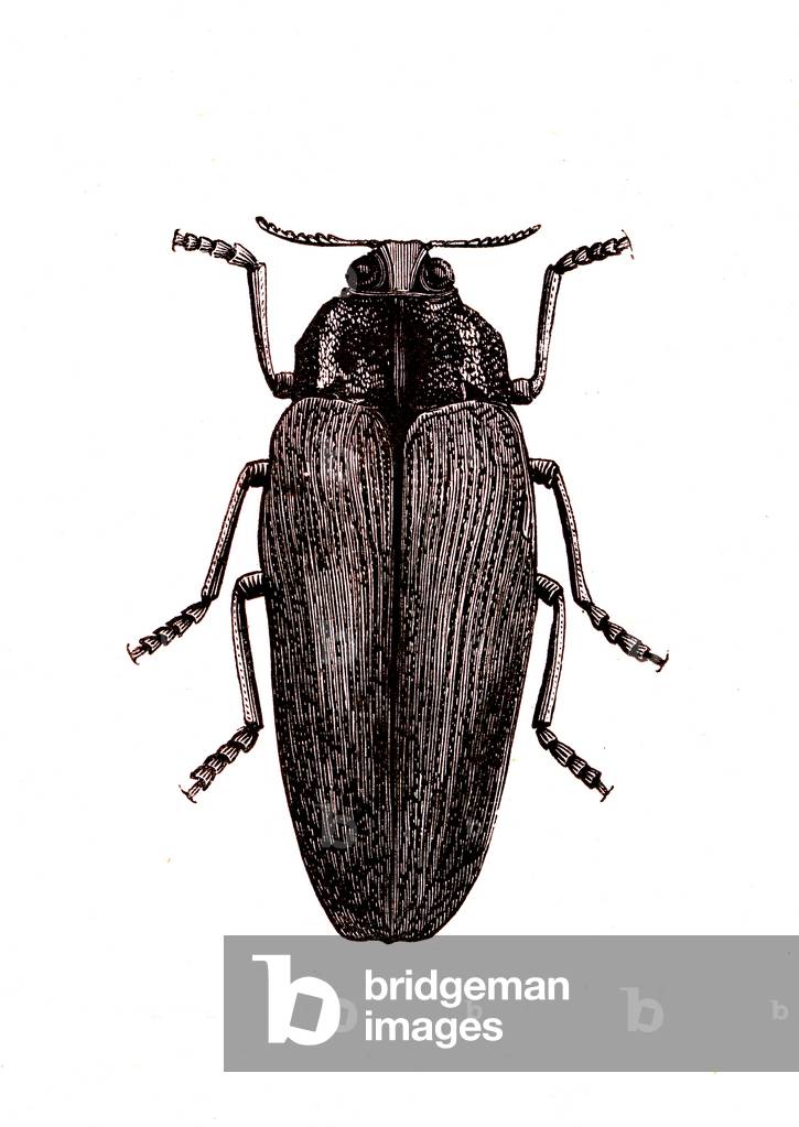 Coleoptera: Buprestis chrysod, male, 1860