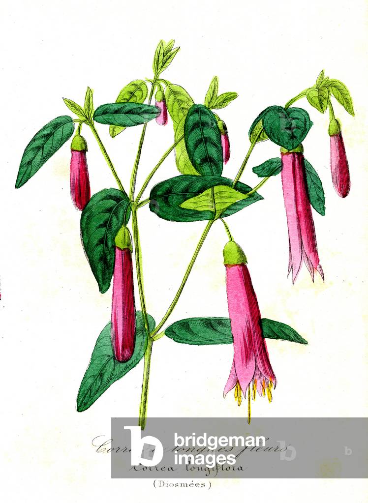 Long-flowered corree (Diosmees) - Correa longiflora, 1855 - Natural History of Plant Families and Principal Species - by Emmanuel Le Maout -