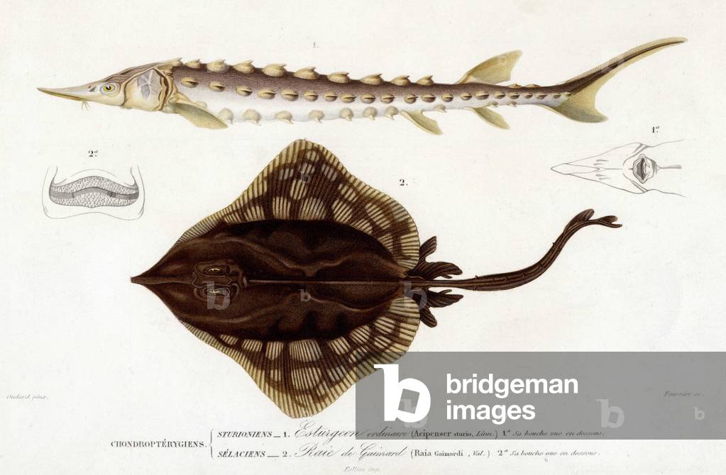 N°1 Ordinary Sturgeon (ACIPENSER STURIO), N°2 GAIMARD Skate (RAIA GAIMANDAY). In “Dictionnaire universel d'Histoire naturelle” by Mr. Charles D'Orbigny, 1841-1849.