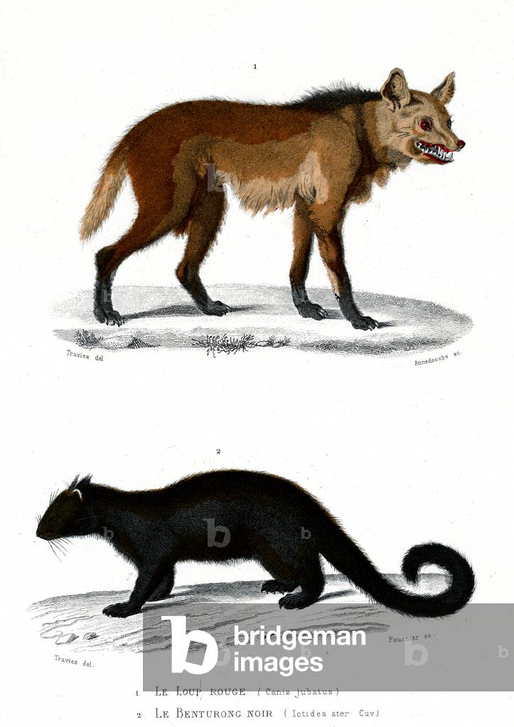 (1) Canis Jubatus (2) Ictides Water, 1846 (engraving)