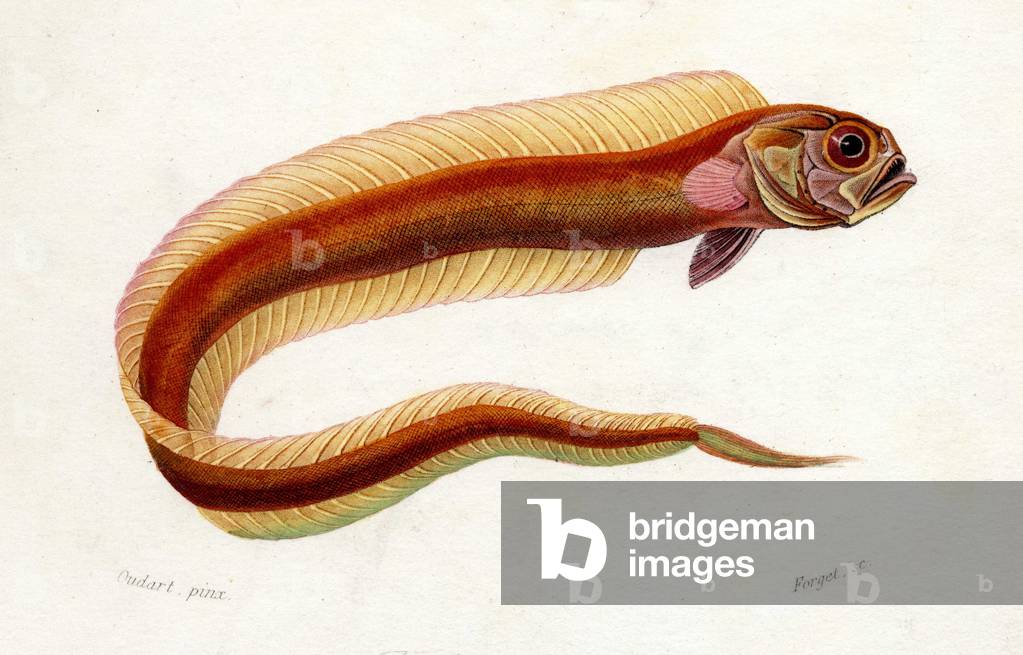 Animal board: Cepole Ribbon (Coepola rubescens)