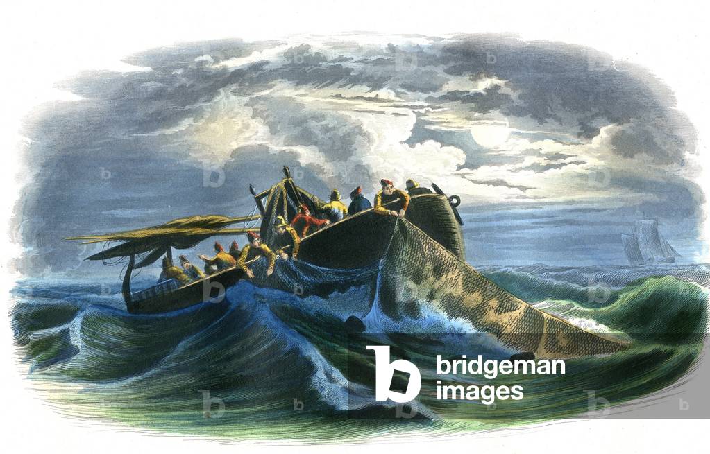 Herring fishing - Plate extracted from Histoire Naturelle by Bernard Germain de Lacepede (1856-1925), edition P.Furme, Paris, 1857