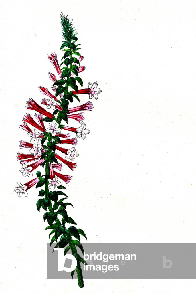 Autumn epacris (Epicridees) - Epicris autumnalis (Botanical), 1855 - Emmanuel Le Maout - Organography and Taxonomy - Natural History of Plant Families and Principal Species -