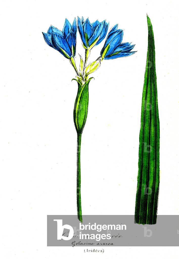Gelasine azuree (Iridees) - Gelasine azurea (Botanical), 1855 - Emmanuel Le Maout - Organography and Taxonomy - Natural History of Plant Families and Principal Species -
