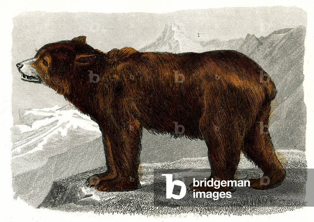 L'ours brun, 1846 (engraving)