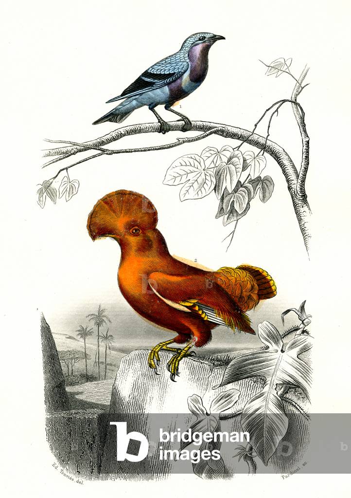 1) le cordon bleu 2) Le coq de rock, 1846 (engraving)