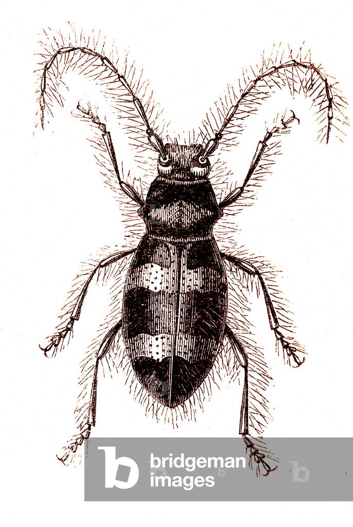 Coleoptera: Parmena Algerica, 1860