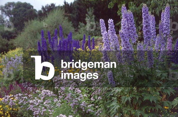 "Delphinien: Clare College Garden (Foto)" von John Bethell