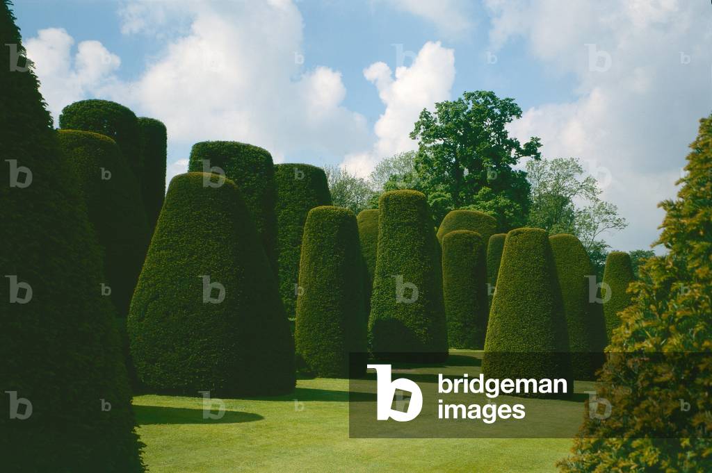“Predigt auf dem Berg” Eibäume (Foto)