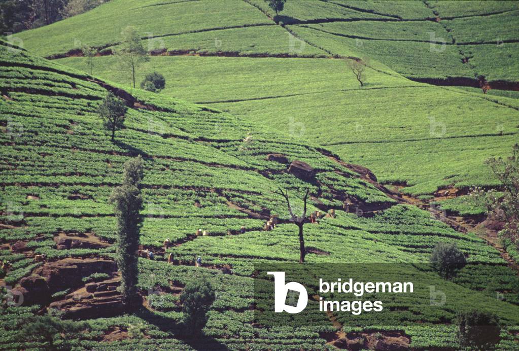 Terraces of tea at Labookellie high-grown tea factory (photo)