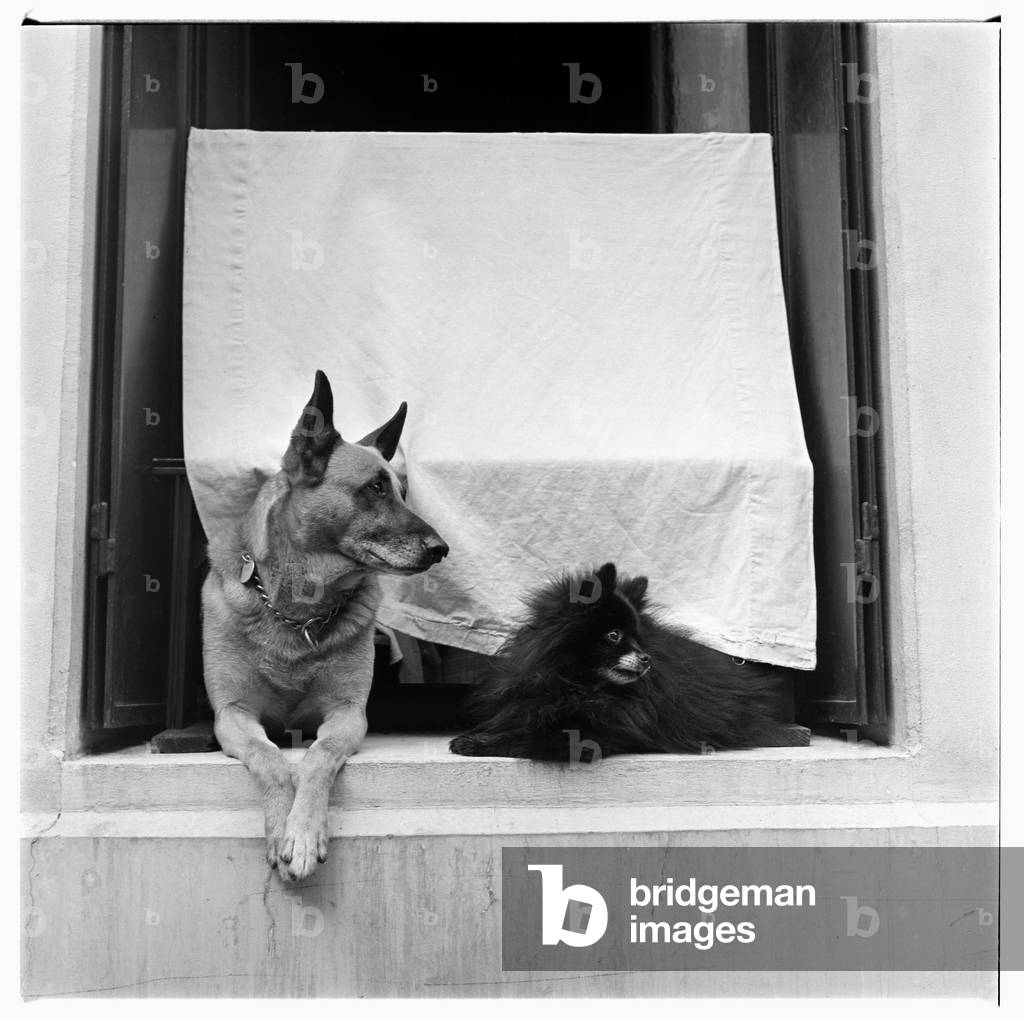 Image of two dogs on a windowsill, Montparnasse, Paris, early early 1950's