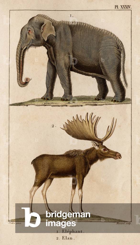 Elephant and Elan.”” Fauna des Mdecins ou histoire des animaux et de leur produits par Hippolyte Cloquet” - Volume 6 - 1825.