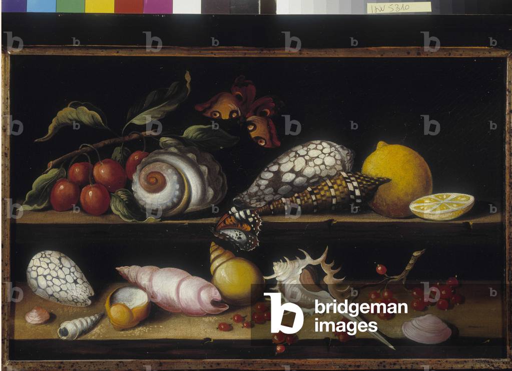 Conchiglie, frutta e farfalle. Dipinto anonimo, scuola francese del XIX secolo. Menzione obbligatoria: Collect