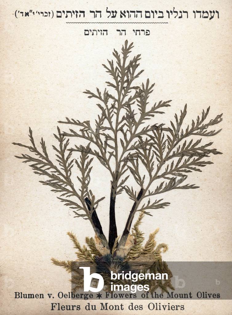 Flowers of the Mount of Olives from the Herbarium,” Flowers of the Holy Land - Jerusalem””. c. 1900.