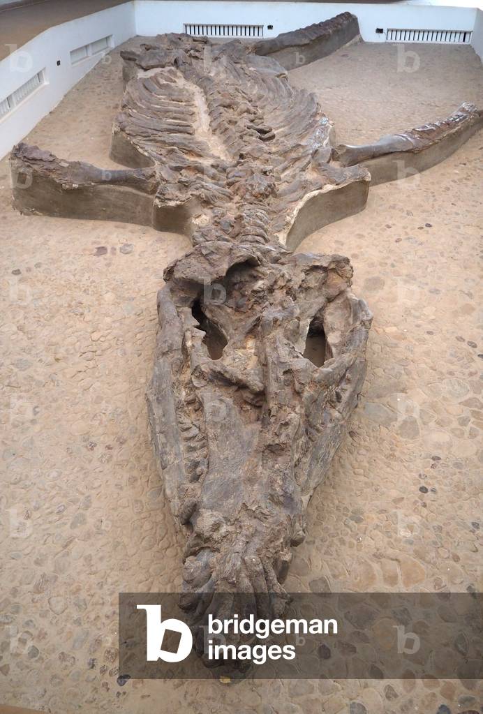 The Kronosaurus, Marine animal, Museum of Fossils, Levya, Colombia
