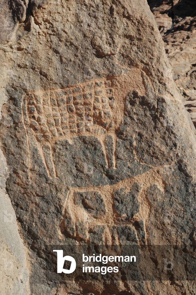 Rock art, Prehistoire: Detail of two cattle, one of which is compartmented in the Uweinat massif, Sudan. Period from 8000 to 3000 years BC. Photography
