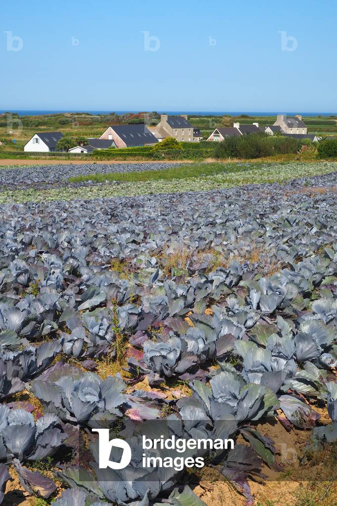 Ile de Batz, island in front of Roscoff, Cabbage cultivation, Finistere, France (photo)