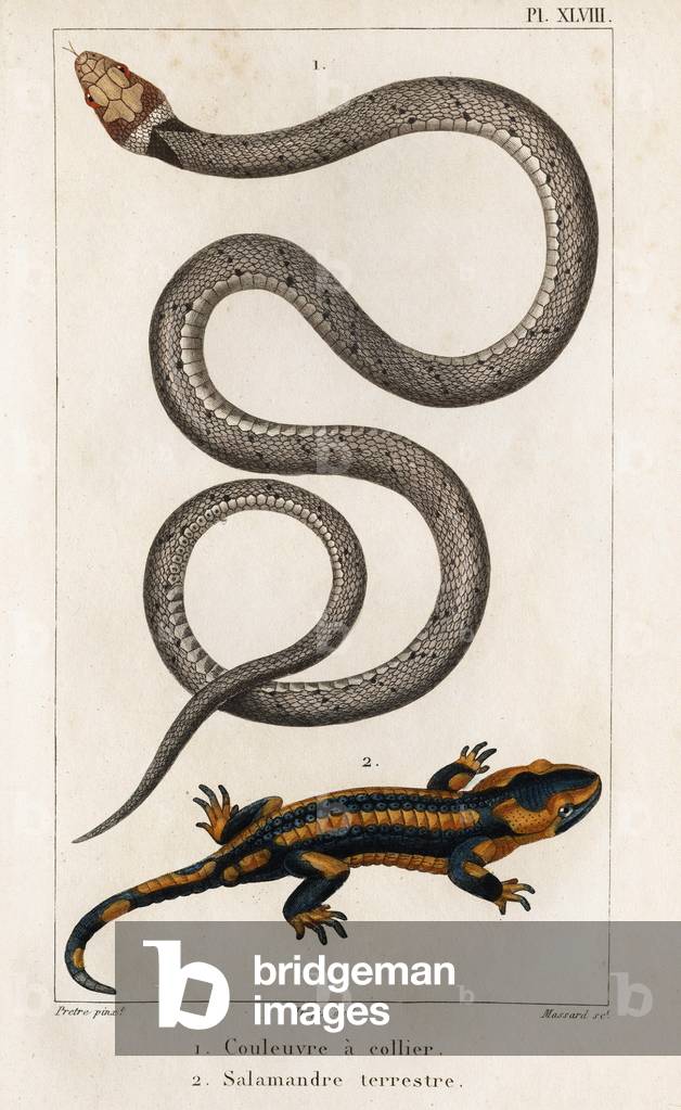The Collared Snake, Land Salamander.”” Fauna des Médecins ou histoire des animaux et de leurs produits par Hippolyte Cloquet” - Volume 6 - 1825.