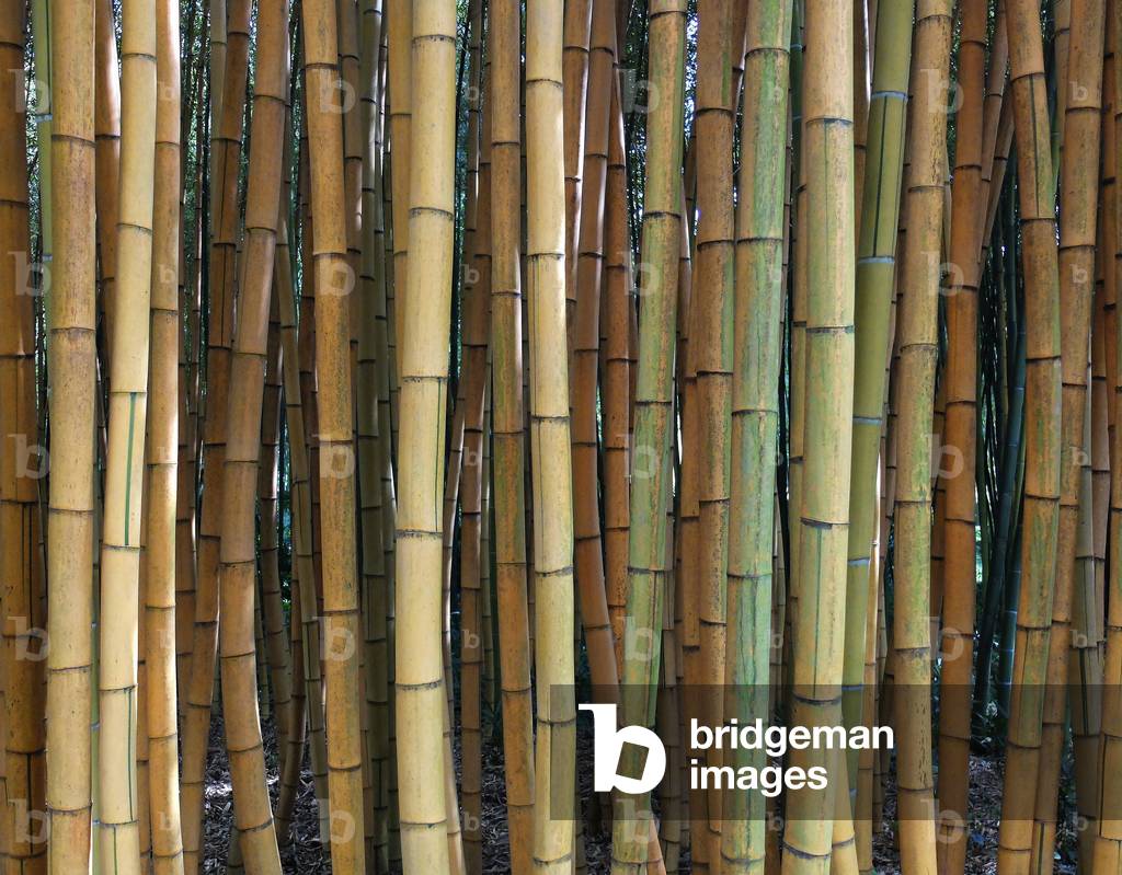 Anduze, Bambouseraie de Prafrance, Cevennes 30140. Creation in 1856 by Eugene MAZEL, botanist. In 1902 acquisition of the 64-hectare estate by Gaston NEGRE. 200 species of Bamboo and 5 kms of canals
