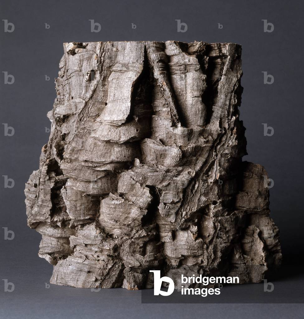 Le Liege: Detail of cork bark