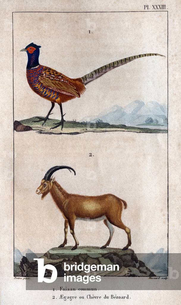 "Fasan und Bezoards Chevre. Vorstand aus „“ Fauna der Dokumente oder Geschichte der Tiere und ihrer Produkte „