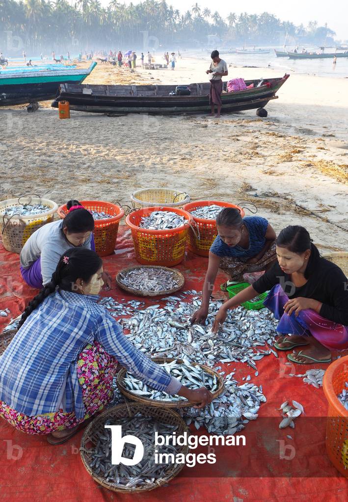 Myanmar - Burma: Ngapali, village on the Indian Ocean. Rakhine State. Gulf of Bengal. Fish sorting and drying