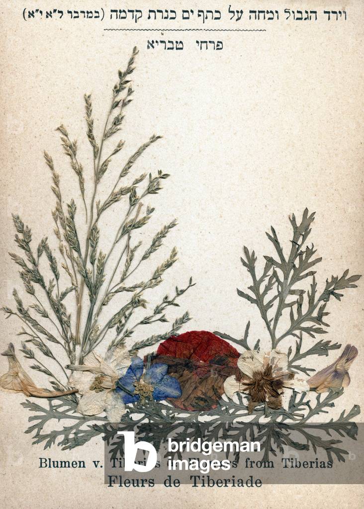 Tiberiad flowers from the Herbarium,” Flowers of the Holy Land - Jerusalem””. c. 1900.