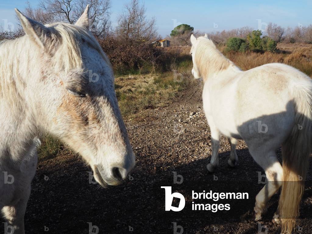 Camargue horses high in semi-free in a manade.