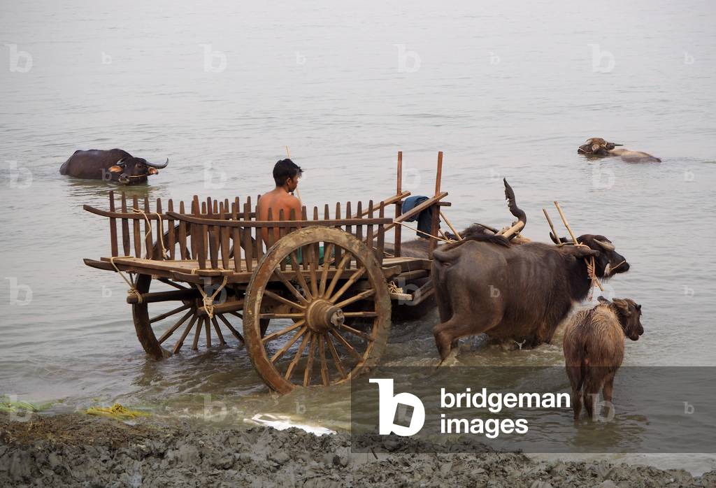 Myanmar - Burma: Pan Ny village of water buffalo breeders on the Irrawaddy River