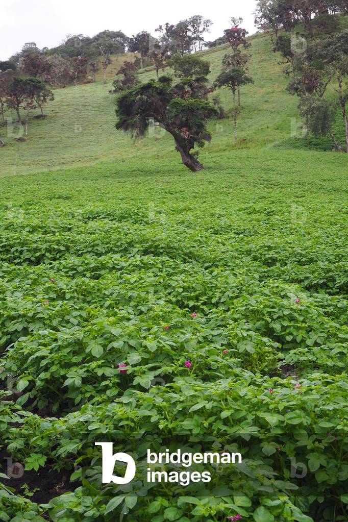 Potato field near Ullalos, Purace National Park, Colombia (photo)