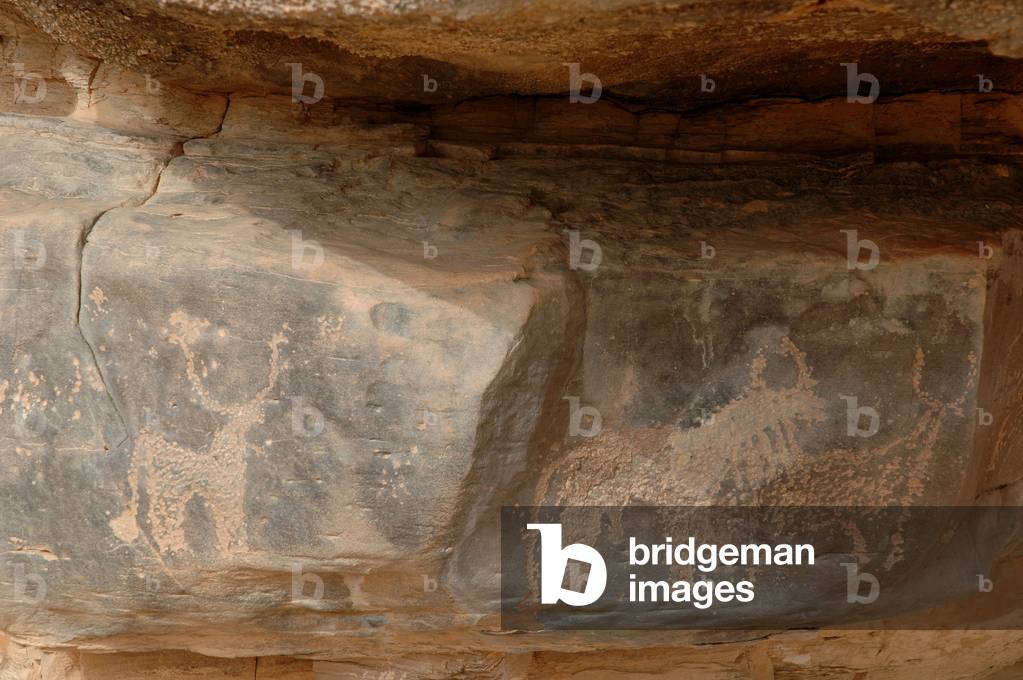 Rock art, Prehistory: Engraving of three cattle in the Uweinat massif, Sudan (Karkur-Talh or Karkur Talh). Period from 8000 to 3000 years BC. Photography