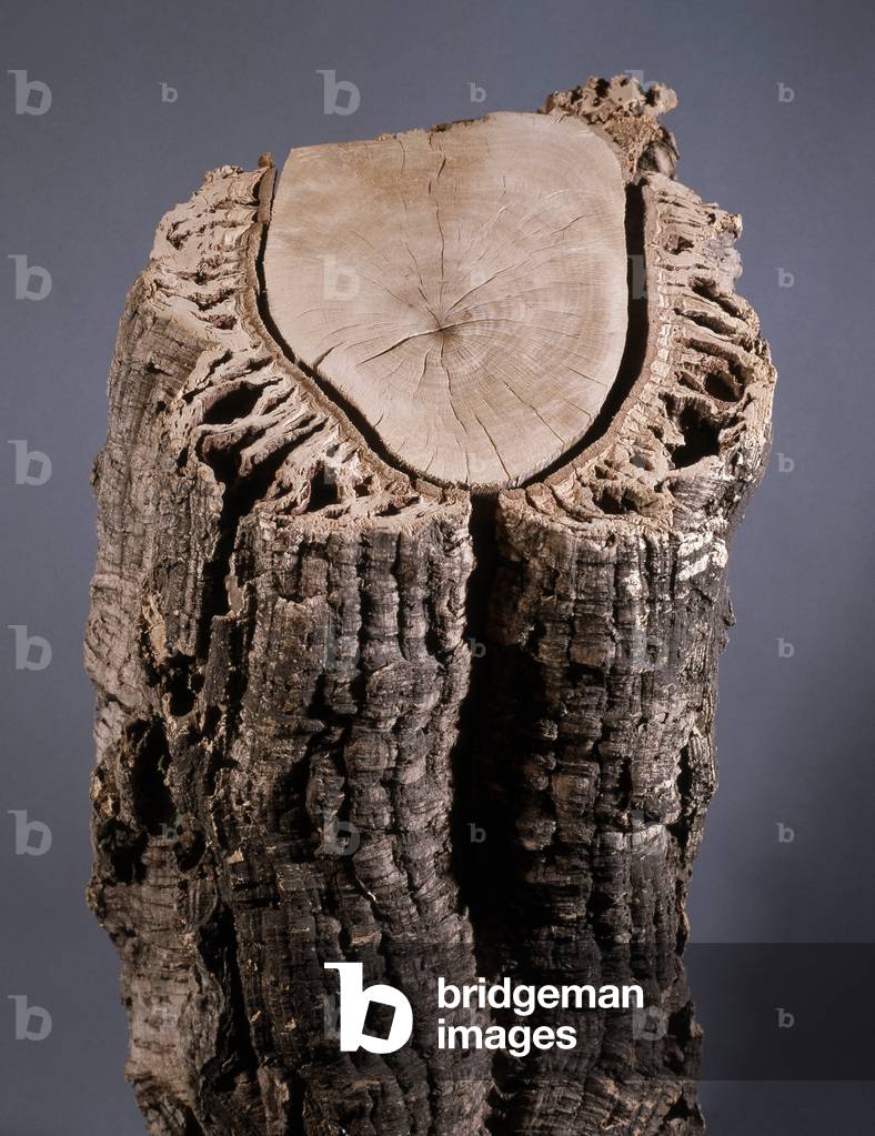 Le Liege: Trunks of cork oak in cut