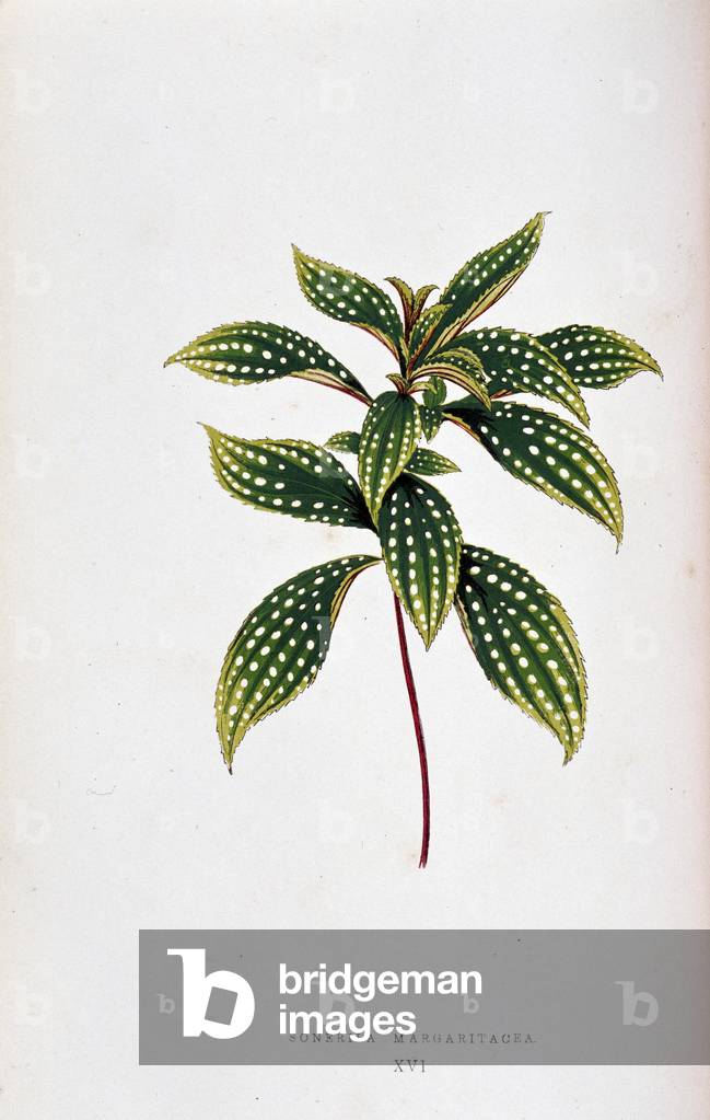 Leaf of Sonerila margaritacea. Botanical board in “” Plants with colorful foliage. Collection of the most remarkable species used to decorate gardens, greenhouses and apartments, by Edward Joseph Lowe and W. Howard, members of the London Horticulture Society. Translated from English by M.J. Rothschild, with the help of several horticulturists. Illustrated work of 60 coloured engravings (pink paper snakes) and 46 wood engravings. Original French edition. Paris, Rothschild 1865.”