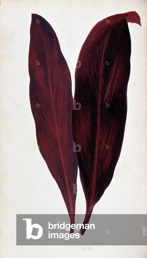 Leaf of Dracaena ferrea in “” Plants with colorful foliage. Collection of the most remarkable species used to decorate gardens, greenhouses and apartments, by Edward Joseph Lowe and W. Howard, members of the London Horticulture Society. Translated from English by M.J. Rothschild, with the help of several horticulturists. Illustrated work of 60 coloured engravings (pink paper snakes) and 46 wood engravings. Original French edition. Paris, Rothschild 1865.”