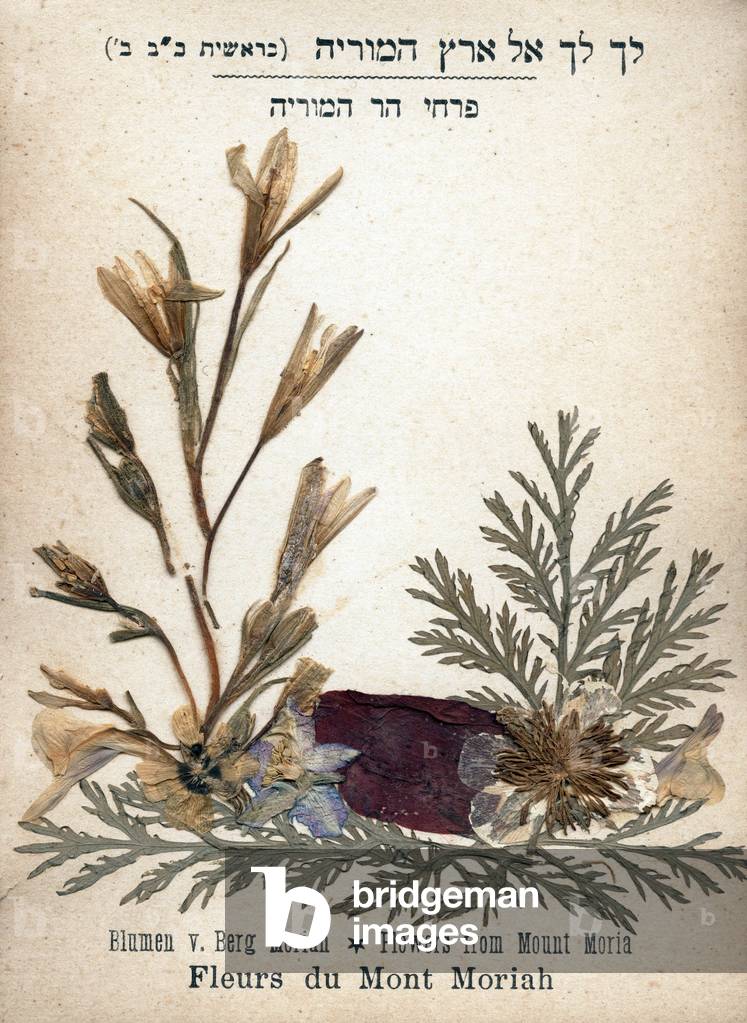 Flowers of Mount Moriah from the Herbarium,” Flowers of the Holy Land - Jerusalem””. c. 1900.