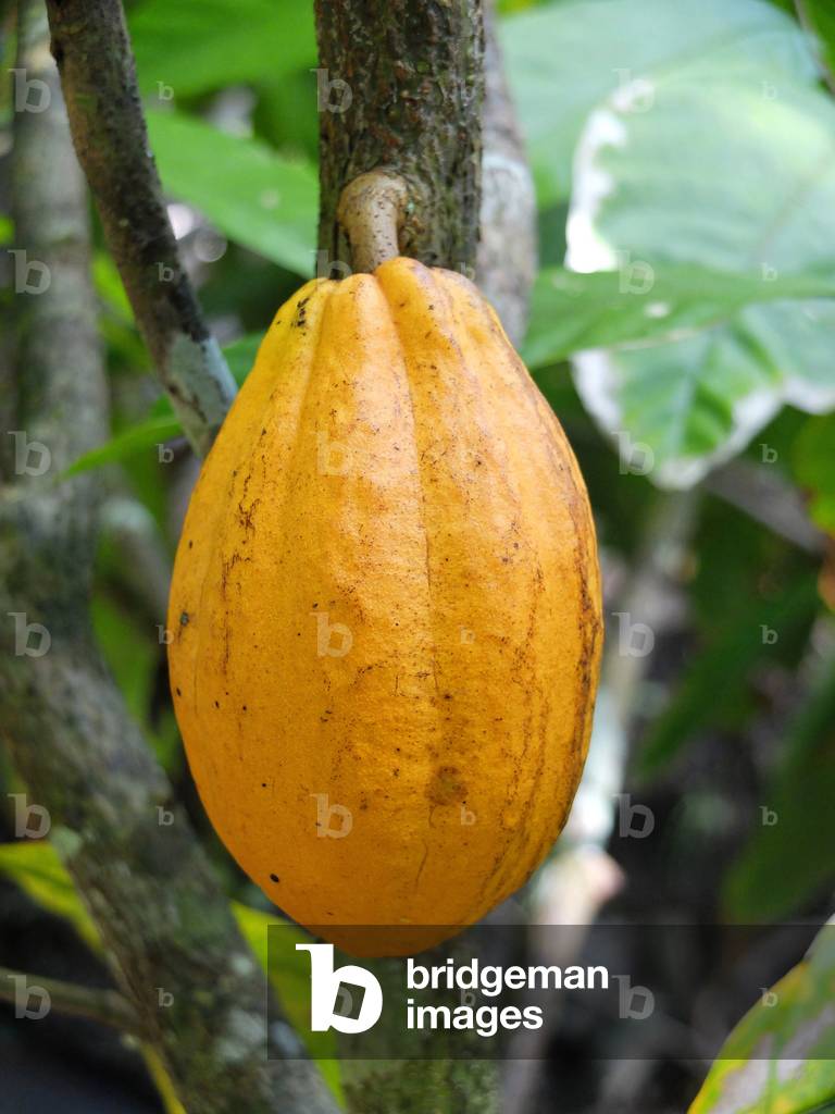 English West Indies - French Antilles - Cabosse du cacoyer - Martinique, island of the French Antilles