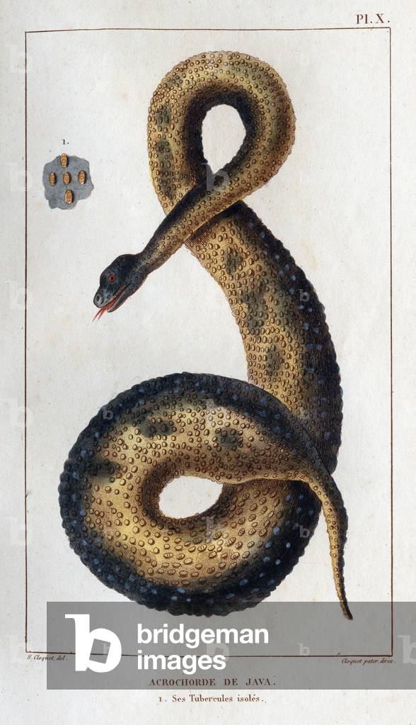 Java acrochord. Its insulated tubers. ' Fauna des Mdecins ou histoire des animaux et de leurs produits par Hippolyte Cloquet” - Volume 6 - 1825.