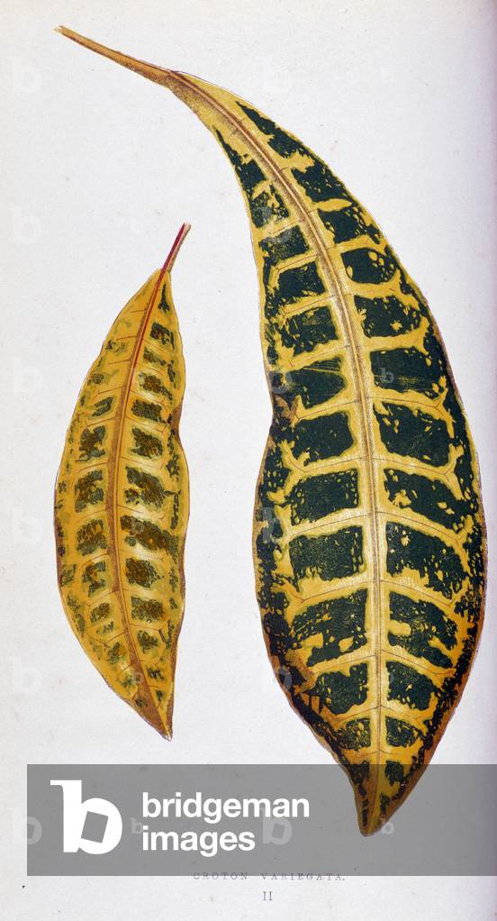 Croton leaf variegata. Botanical board in “” Plants with colorful foliage. Collection of the most remarkable species used to decorate gardens, greenhouses and apartments, by Edward Joseph Lowe and W. Howard, members of the London Horticulture Society. Translated from English by M.J. Rothschild, with the help of several horticulturists. Illustrated work of 60 coloured engravings (pink paper snakes) and 46 wood engravings. Original French edition. Paris, Rothschild 1865.”