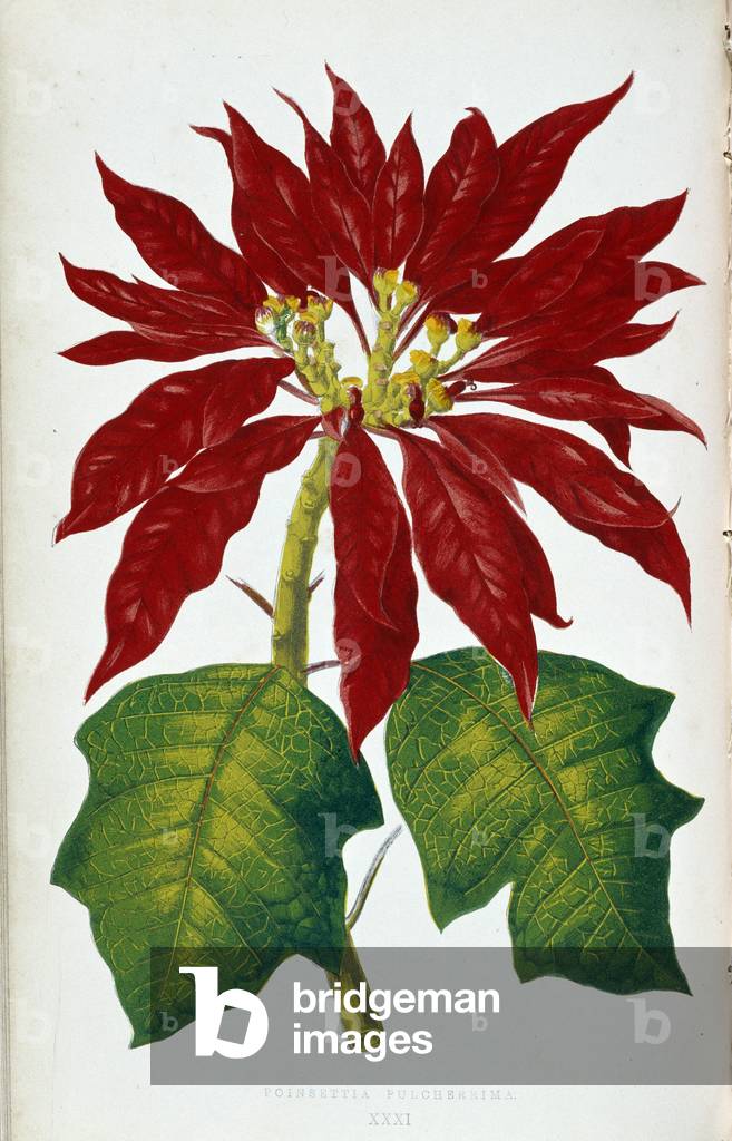 Flower and leaves of Poinsettia Pulcherrima. Botanical board in “” Plants with colorful foliage. Collection of the most remarkable species used to decorate gardens, greenhouses and apartments, by Edward Joseph Lowe and W. Howard, members of the London Horticulture Society. Translated from English by M.J. Rothschild, with the help of several horticulturists. Illustrated work of 60 coloured engravings (pink paper snakes) and 46 wood engravings. Original French edition. Paris, Rothschild 1865.”