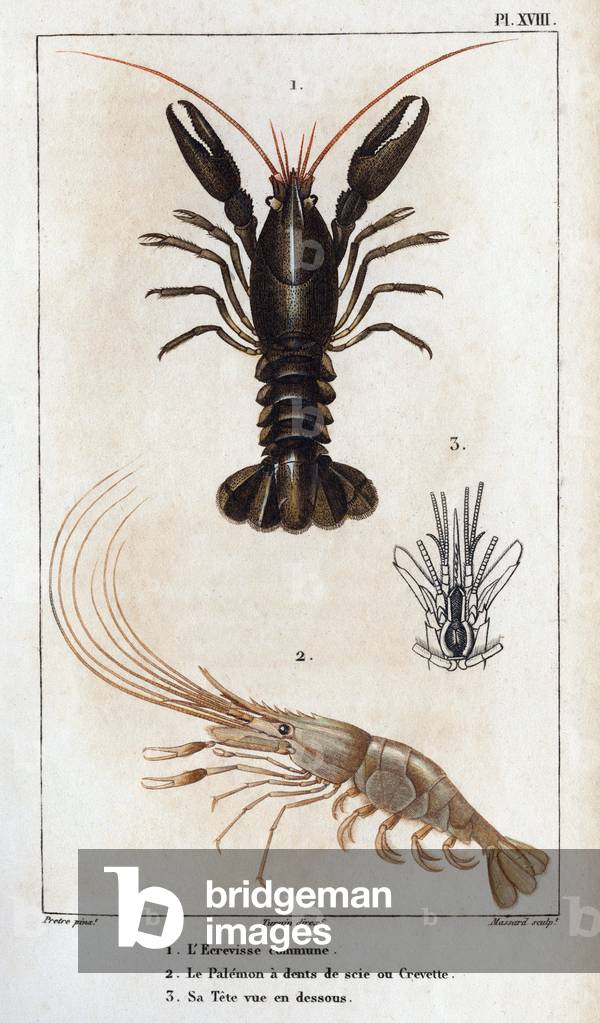 The common crayfish, the Palemon has saw teeth or shrimp, his head seen below.”” Fauna des Mdecins ou histoire des animaux et de leurs produits par Hippolyte Cloquet” - Volume 6 - 1825.