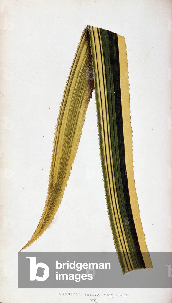 Leaf of Ananassa Sativa Variegata. Botanical plank in “